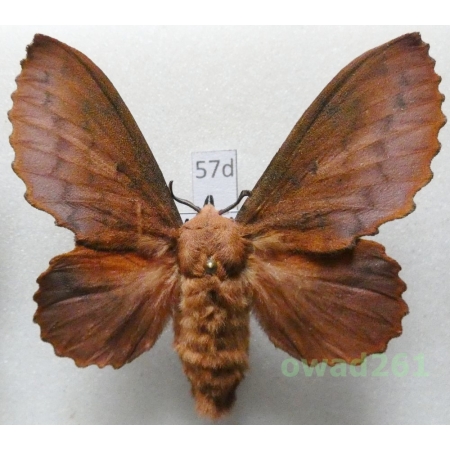 Gastropacha quercifolia (Linnaeus, 1758) female Czech57d
